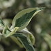 Photo: Cornus mas variegata