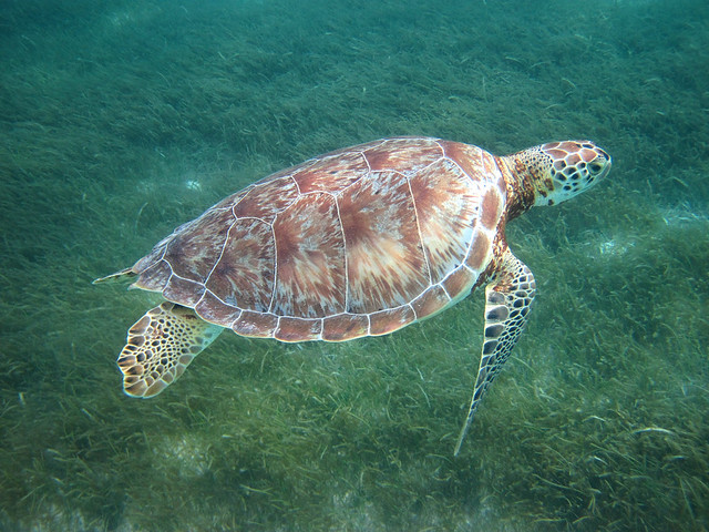 green turtle over sea grass | flickr – 相片分享!