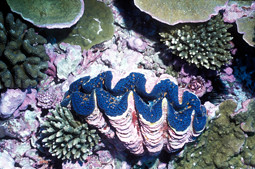 Coral - Marine National Monuments