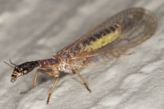 137/365  Snakefly (Agulla adnixa)