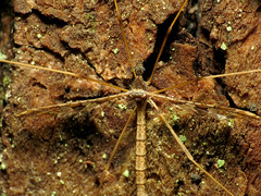 Spectacled Crane Fly