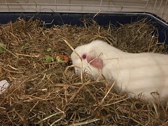 2017 (Day 112 - 22nd Apr): Cloudy the guineapig settles down for the night