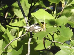 Anglų lietuvių žodynas. Žodis blackburnian warbler reiškia <li>Blackburnian warbler</li> lietuviškai.