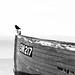 Bird on a Boat