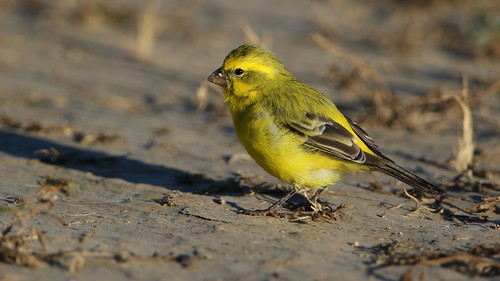Yellow canary, Crithagra flaviventris, at Kgalagadi Transfrontier Park, Northern Cape, South Africa, From FlickrPhotos