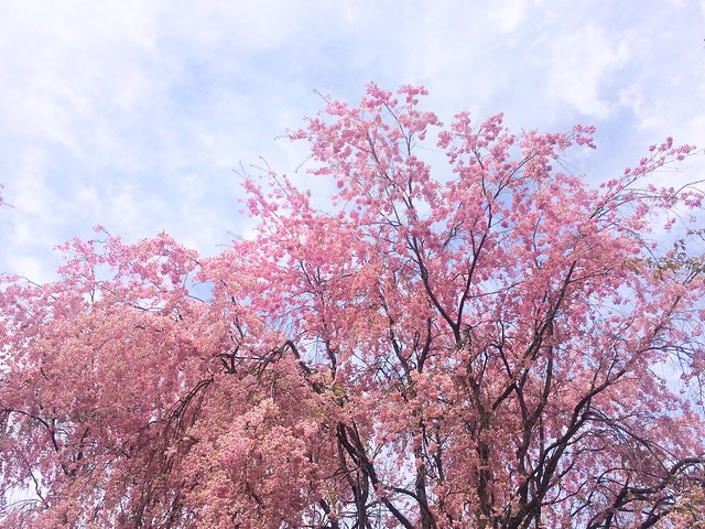 ただいまー。軽井沢は桜が満開で二度目の花...