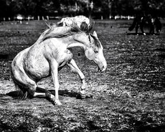 Anglų lietuvių žodynas. Žodis white horses reiškia balti arkliai lietuviškai.