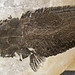 Lepisosteus atrox (fossil fish) (Green River Formation, Lower Eocene; quarry west of Kemmerer, Wyoming, USA) 3