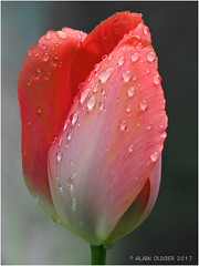 La tulipe du jour