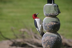 338/365/3260 (May 15, 2017) - Red-Headed Woodpecker (Saline, Michigan) - May 15, 2017