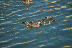 Universal Studios, Florida: Ducks • <a style="font-size:0.8em;" href="http://www.flickr.com/photos/28558260@N04/34618359011/" target="_blank">View on Flickr</a>