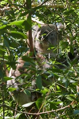 Der Quotenkoala tut, was ein Koala am Tage tut. Schlafen und zwischendurch ein paar Blätter mümmeln.