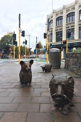 Entlaufene Hunde sind in Christchurch eine Attraktion - warum, wissen wir leider nicht.