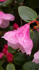 Anglų lietuvių žodynas. Žodis garden pink reiškia sodo rožinė lietuviškai.