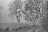 Countryside in the fog - campagne dans la brume