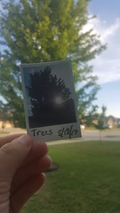 135/365 Trees
