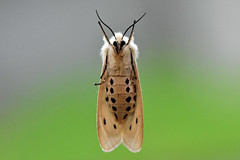 White Ermine Moth ... Spilosoma lubricipeda