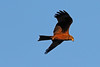 Black Kite in Flight