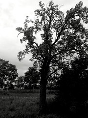 Tree, black & white