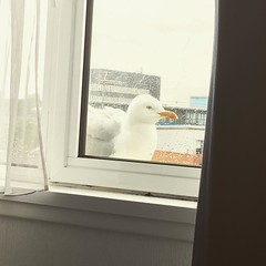 #seagulls rule. We are in #liverpool and our friend here came to visit our window ledge for a few minutes.
