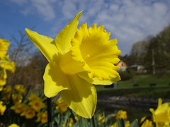Big Yellow Daffodil (Thank you guys!)