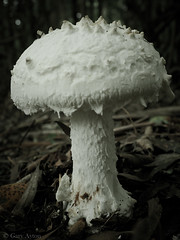 Juvenile Amanita farinacea • <a style="font-size:0.8em;" href="http://www.flickr.com/photos/44919156@N00/34409627200/" target="_blank">View on Flickr</a>