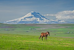 Mt Adams and Horse 448 C