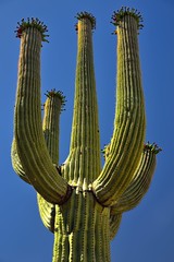 The Many Arms of a Saguaro Cactus Caught in the Golden Glow of Morning Sunlight