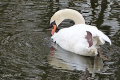 Swan working on its beauty
