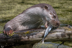 Otter - Natuurpark Lelystad