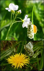 Male(top) and Female Orange-tip butterflies