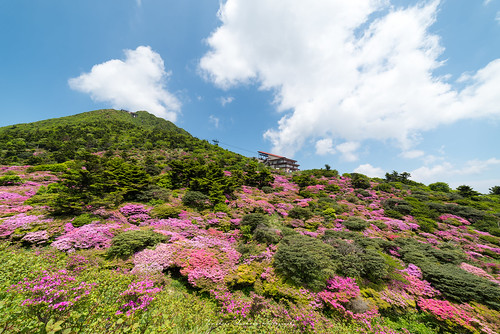 Spring scenery -Rhododendron-