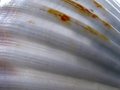 Shell close up  136/365