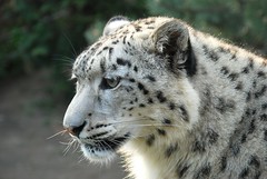 Anglų lietuvių žodynas. Žodis leopard reiškia n leopardas; can the leopard change his spots? priež. kuprotą tik kapas ištaisys lietuviškai.