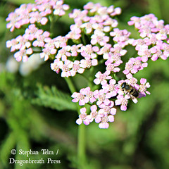 IMG_4539_Tiny native bee on purple yarrow