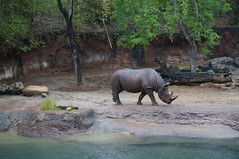 Killmanjaro Safaris: Rhino • <a style="font-size:0.8em;" href="http://www.flickr.com/photos/28558260@N04/34363993983/" target="_blank">View on Flickr</a>