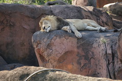Kilimanjaro Safaris: Sleeping Lion • <a style="font-size:0.8em;" href="http://www.flickr.com/photos/28558260@N04/34453538760/" target="_blank">View on Flickr</a>