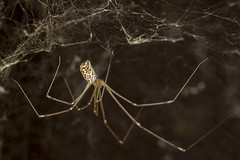 147/365  Cellar Spider