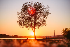 Tree in sunset | Kaunas #139/365