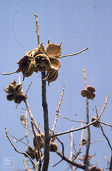 Sterculia rhinopetala Woody folicles, adherent seeds, Bagaudi