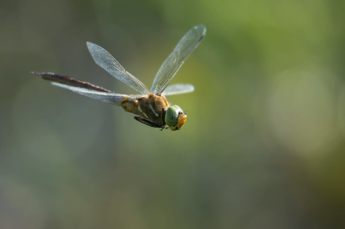 Flying dragonfly, Sympetrum