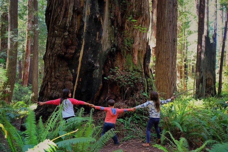 Blog Redwood National Park