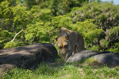 Kilimanjaro Safaris: A lioness • <a style="font-size:0.8em;" href="http://www.flickr.com/photos/28558260@N04/34029838203/" target="_blank">View on Flickr</a>