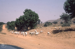 Sheep and attendent cattle egrets, Kazauri