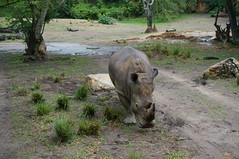 Kilimanjaro Safaris: Rhinoceros • <a style="font-size:0.8em;" href="http://www.flickr.com/photos/28558260@N04/35008498262/" target="_blank">View on Flickr</a>