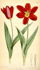 Anglų lietuvių žodynas. Žodis tulipa suaveolens reiškia <li>tulipa suaveolens</li> lietuviškai.