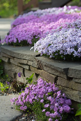 Our phlox runneth over(May 19th)