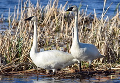 Trumpeter swan pair on Seedskadee National Wildlife Refuge