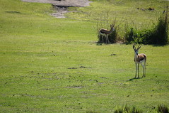 Kilimanjaro Safaris: Gazelle • <a style="font-size:0.8em;" href="http://www.flickr.com/photos/28558260@N04/33996858194/" target="_blank">View on Flickr</a>