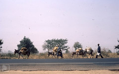 Laden donkeys on the A2 highway, North to South